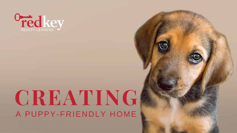 Creating a Puppy-Friendly Environment | RedKey Realty Leaders